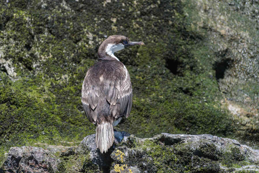 Cormoran - islas Georgias del Sur.jpg